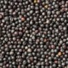canola seed supplier