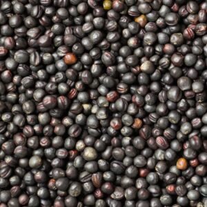 canola seed supplier