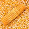 Corn supplier
