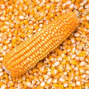 Corn supplier