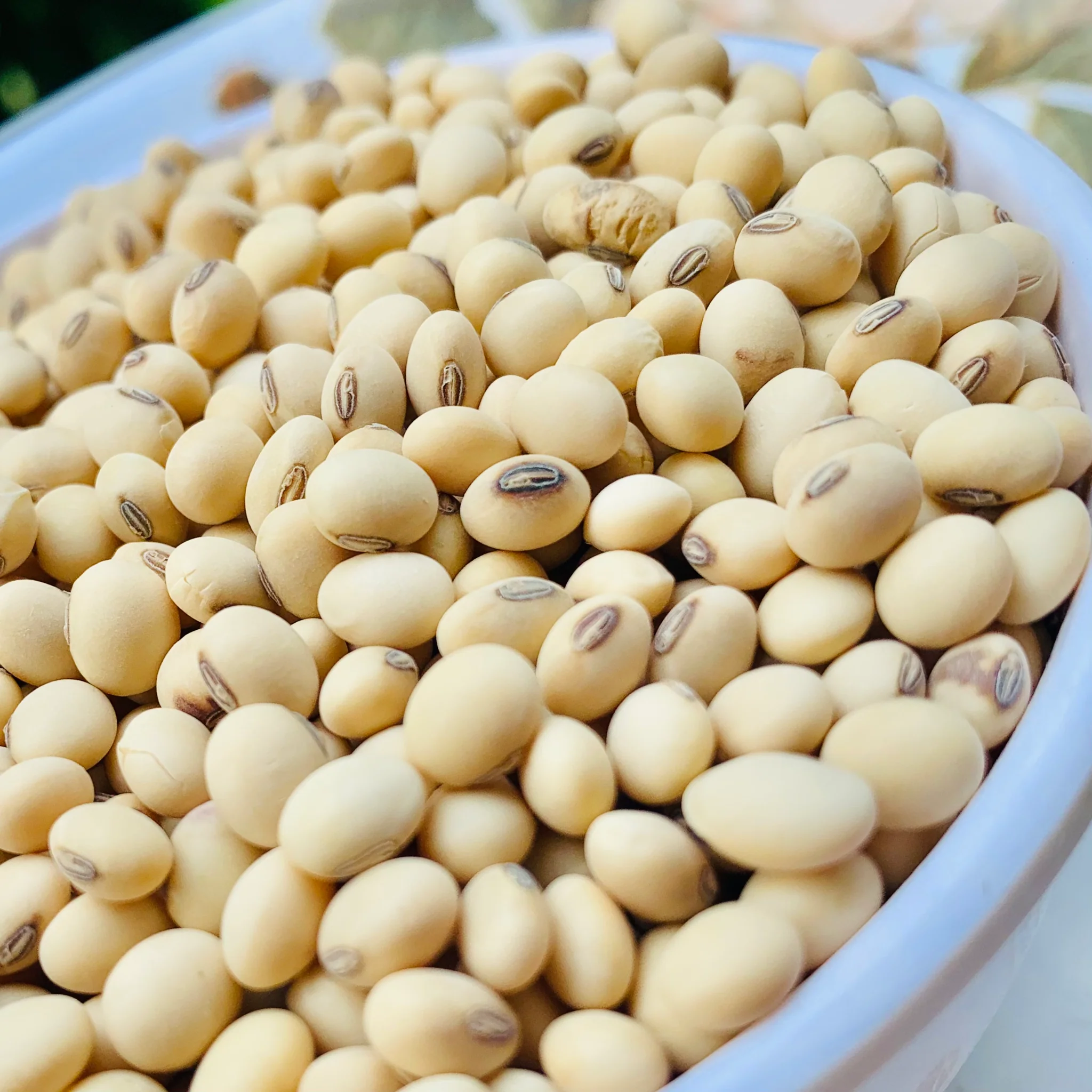 Soybeans Supplier